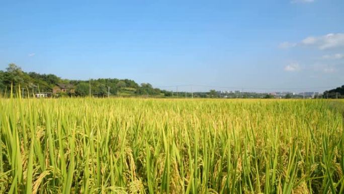倾斜稻米纤维栽培栽种视频素材