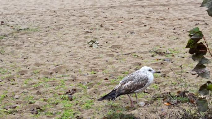 秋天海滩上的地中海海鸥或Larus michahelis。