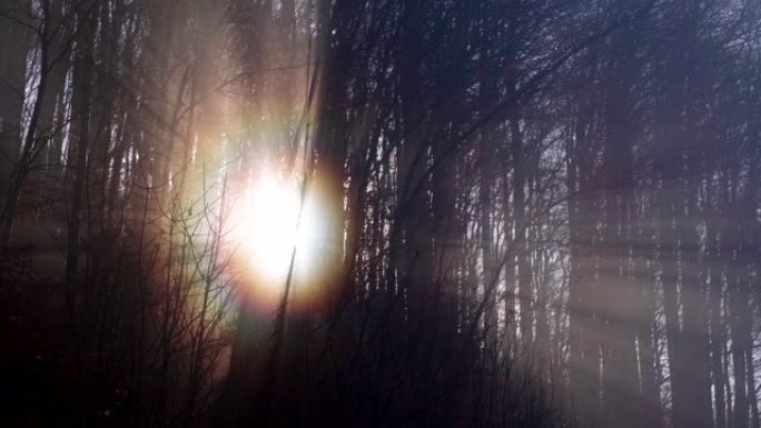 视点日出。在雾中漫步在梦幻的森林中，第一缕阳光穿过树木。
