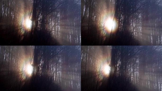 视点日出。在雾中漫步在梦幻的森林中，第一缕阳光穿过树木。