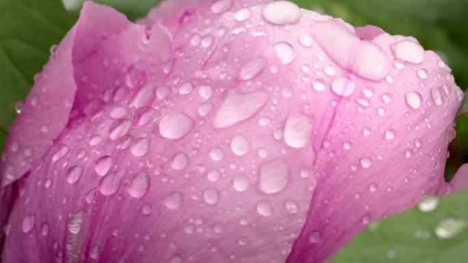 雨后粉红牡丹花