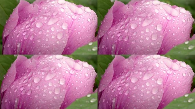 雨后粉红牡丹花