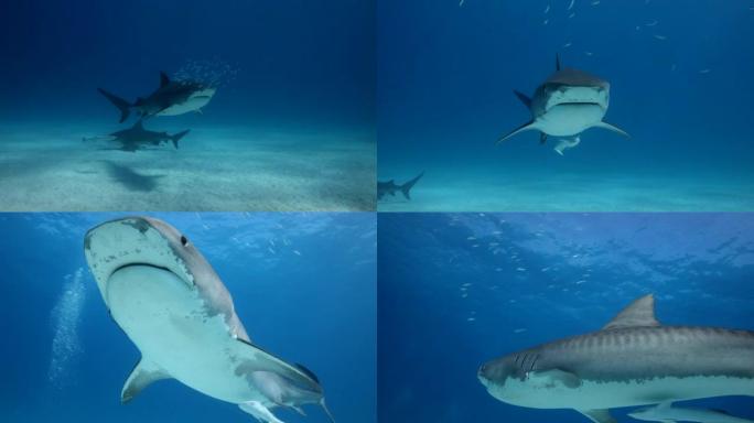 蓝水中的虎鲨