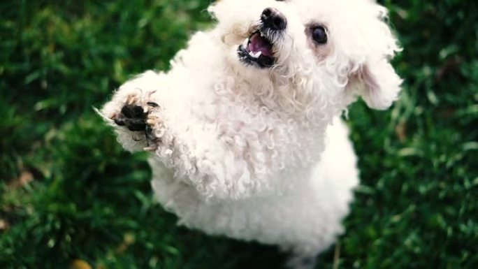 狗种狮子狗。一只贵宾犬用两条腿站着，要食物。