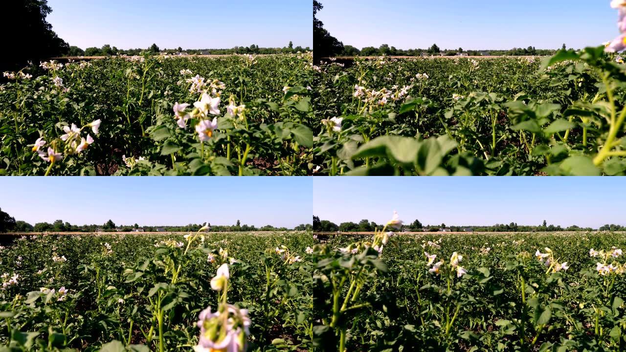 开花土豆。农场田地上的马铃薯灌木丛上盛开白色的淡粉色花朵。马铃薯生长。培育马铃薯品种。夏季炎热的晴天