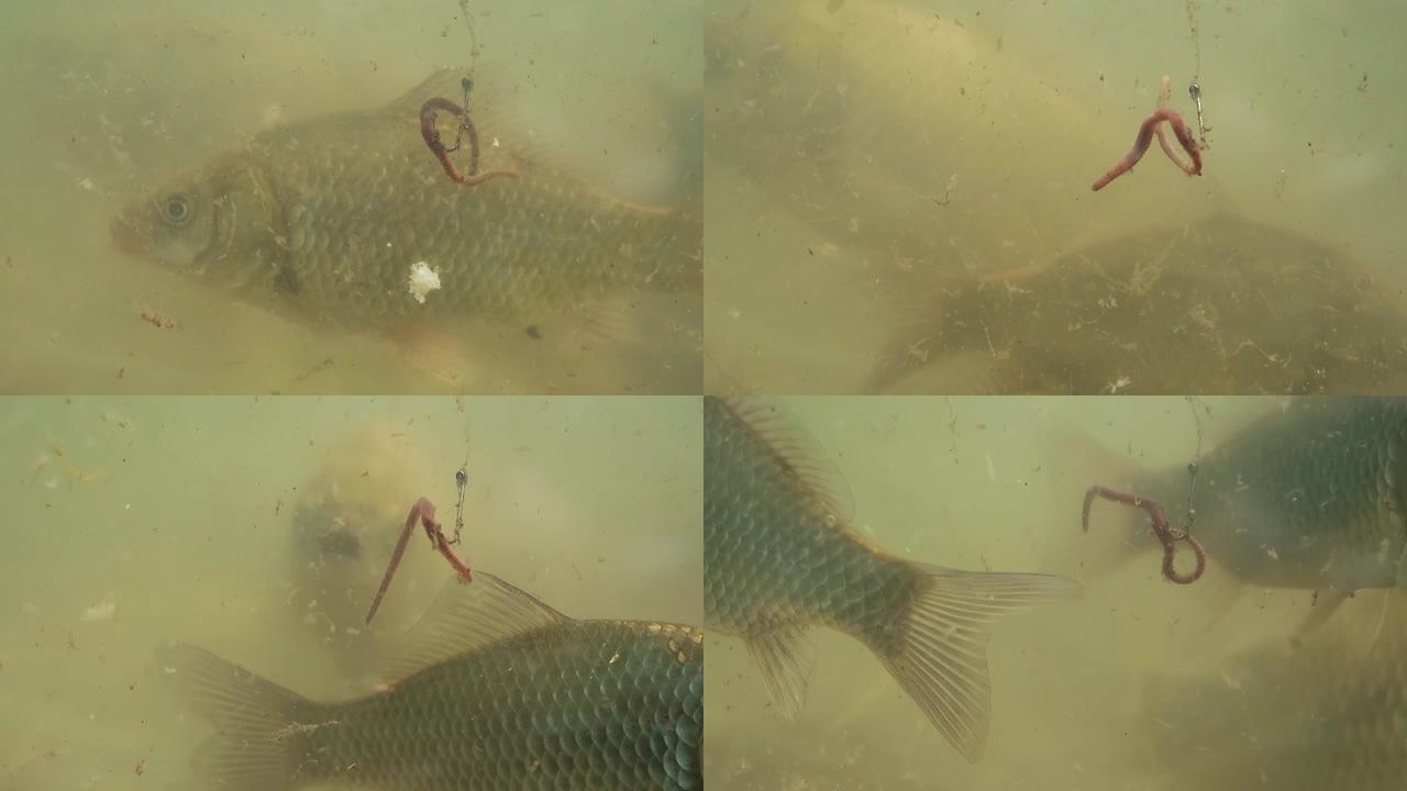 鱼在鱼钩附近的湖中游泳，鱼饵固定在鱼钩上