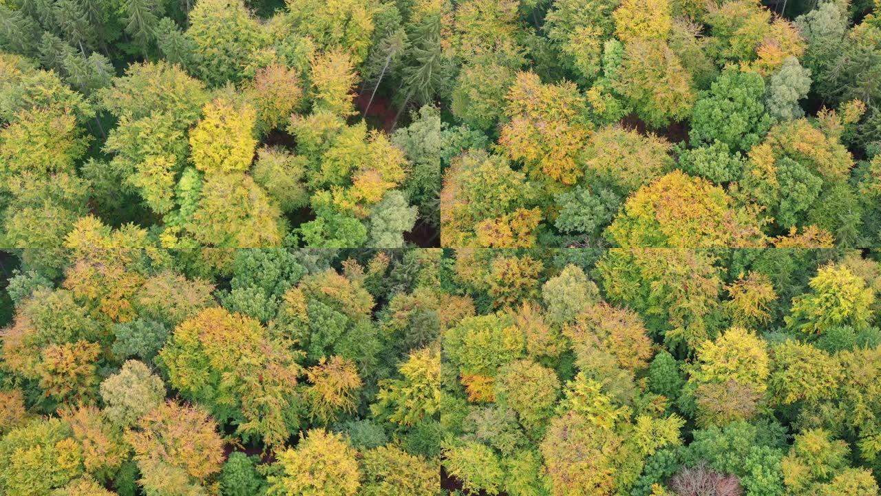 秋天从上方拍摄的杂交林的无人机照片