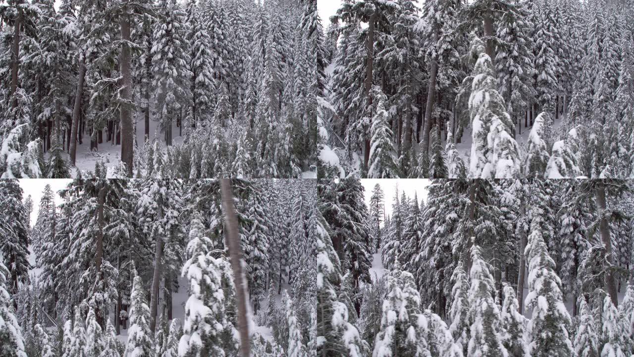 经过白雪皑皑的树林