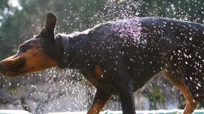 有趣的狗抖掉水