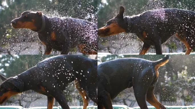 有趣的狗抖掉水