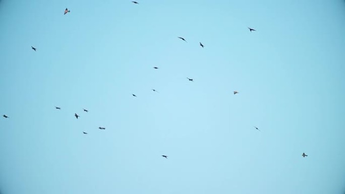 一群美丽的五颜六色的鸟儿在月亮的背景下在天空中飞翔