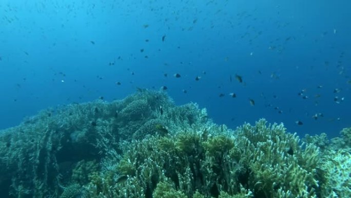 慢动作，在珊瑚花园里水下五颜六色的热带鱼，相机向前移动。热带鱼类在珊瑚花园海景蓝色的水背景。珊瑚礁场