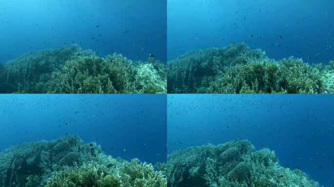 慢动作，在珊瑚花园里水下五颜六色的热带鱼，相机向前移动。热带鱼类在珊瑚花园海景蓝色的水背景。珊瑚礁场