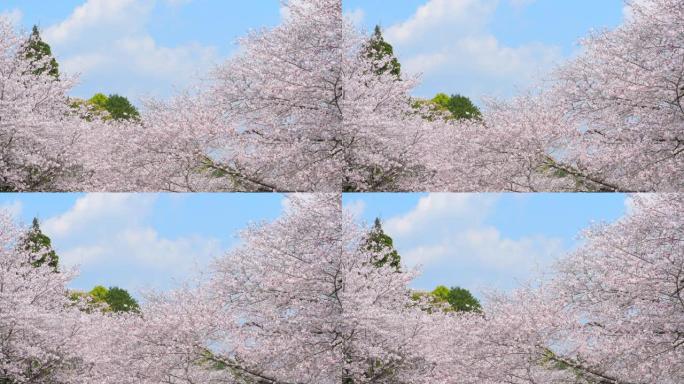 油菜花和樱花盛开，日本宫崎县西部城市