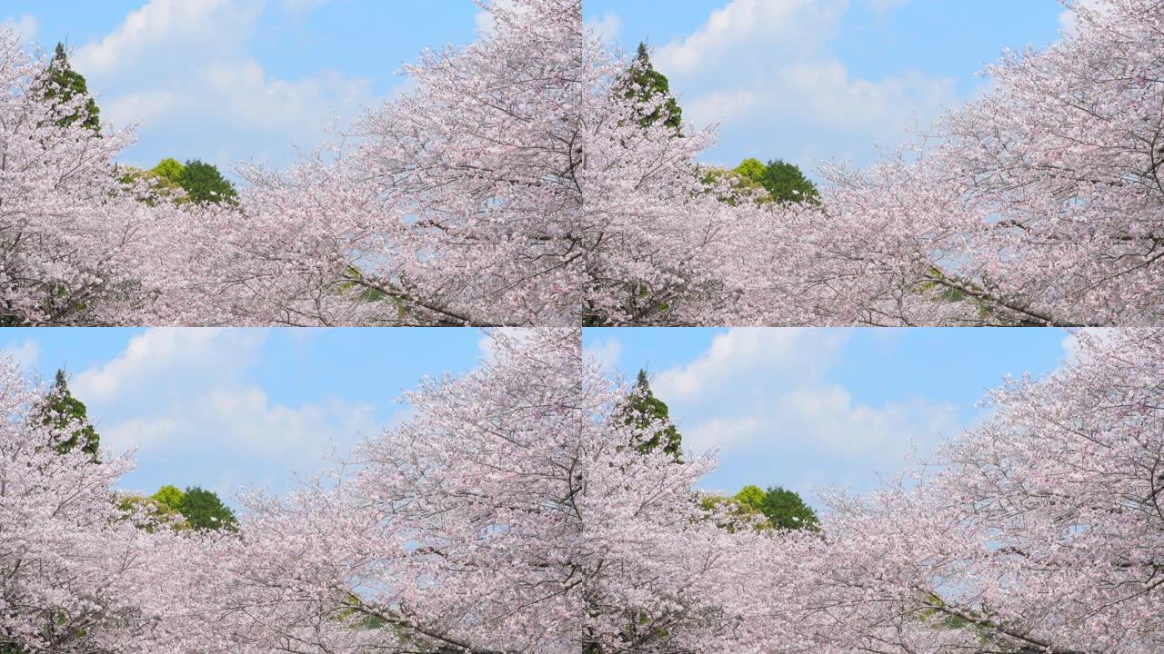 油菜花和樱花盛开，日本宫崎县西部城市