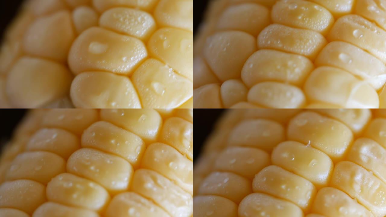 成熟的玉米穗，带有亮黄色的谷物。泽玛。玉米极限宏观特写