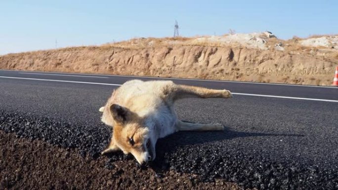 死于车祸的狐狸，死于高速公路的狐狸，