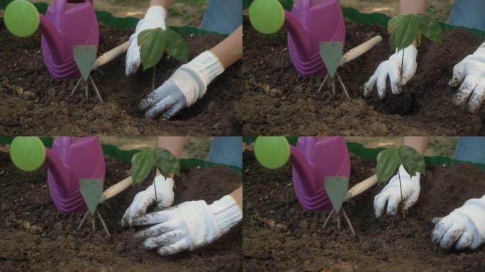 女人用锄头将幼小植物播种成堆的土壤