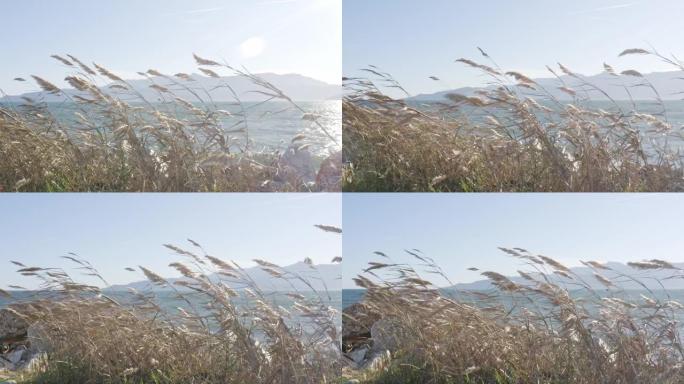 海边的芦苇在慢动作的强风中飘扬。