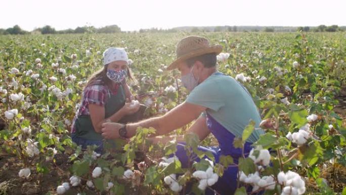 棉花采摘的季节。农民们戴着防护口罩在棉花地里劳动。在金色的夕阳下，在收获前评估作物。COVID-19