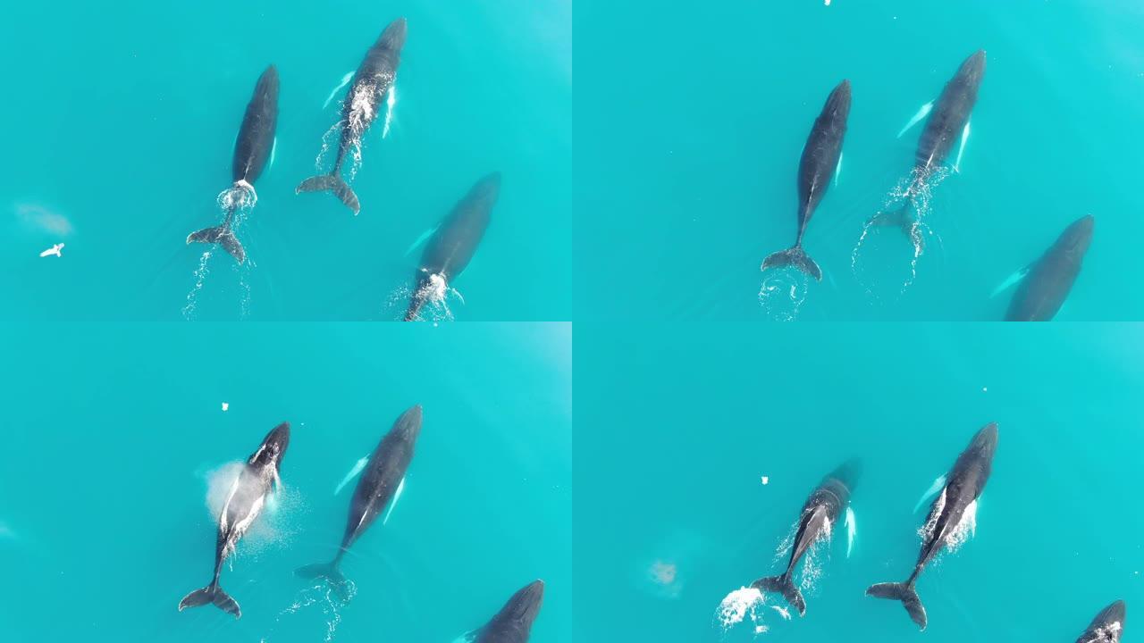 在格陵兰岛平静而绿松石的北极巴芬海中游泳的三只座头鲸的空中无人机俯视图