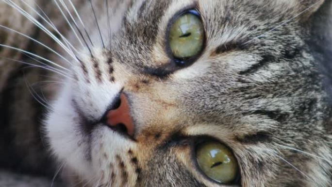 一只绿眼睛昏昏欲睡的条纹猫的特写肖像。