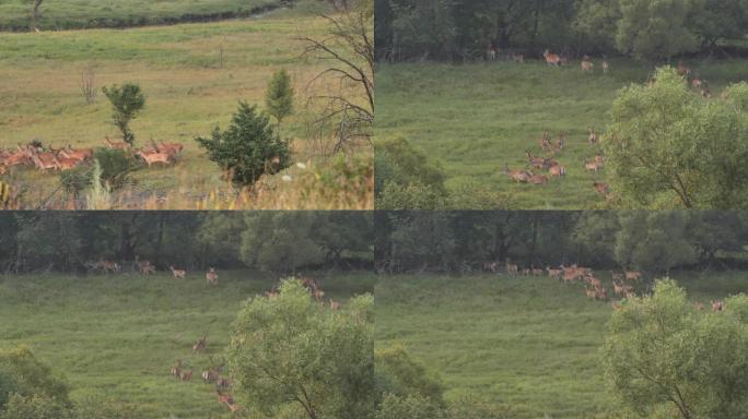 奔跑的马鹿组 (Cervus elaphus)，俄罗斯