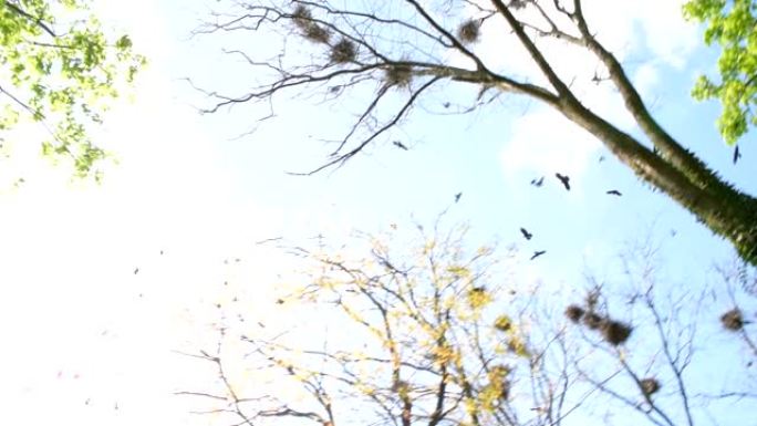 成群的乌鸦在天空上飞翔，乌鸦在飞行，鸟儿在空中，鸟儿在筑巢