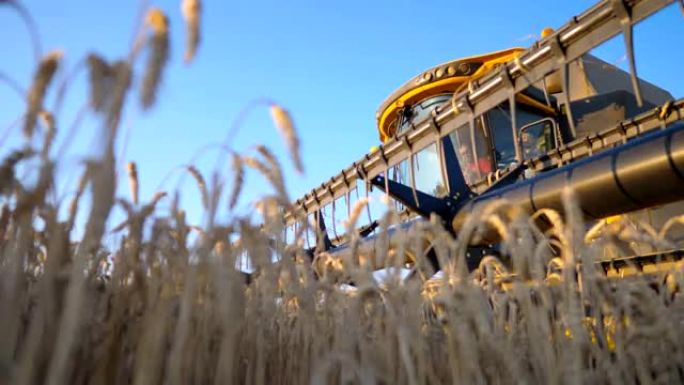 现代联合骑乘穿过乡村切黄麦穗。收获机收集成熟大麦作物。背景是美丽的蓝天。收获的概念。慢动作低视图