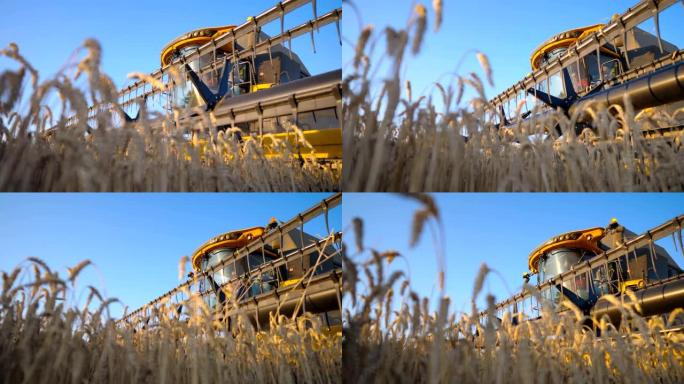 现代联合骑乘穿过乡村切黄麦穗。收获机收集成熟大麦作物。背景是美丽的蓝天。收获的概念。慢动作低视图