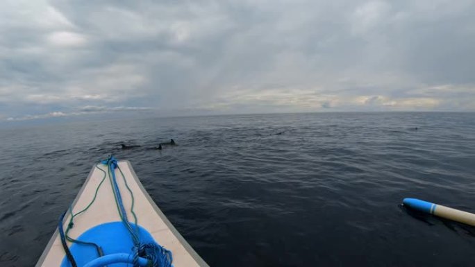 Stenellalongirostris海豚在开阔的清澈海中跳出水面