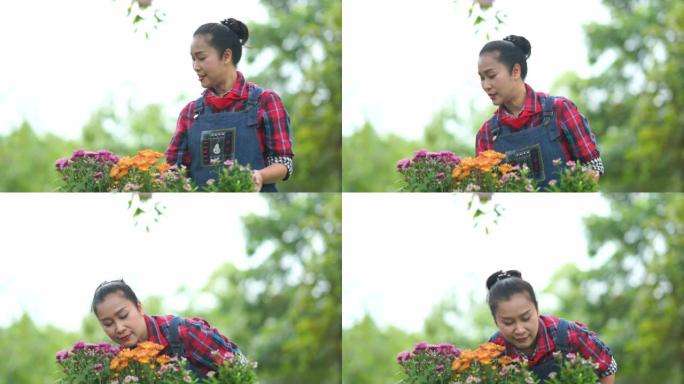 亚洲高级妇女闻到并检查花园中的花朵质量