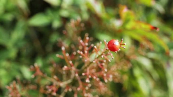 神圣竹子的红莓红花绿叶空镜头风景风光
