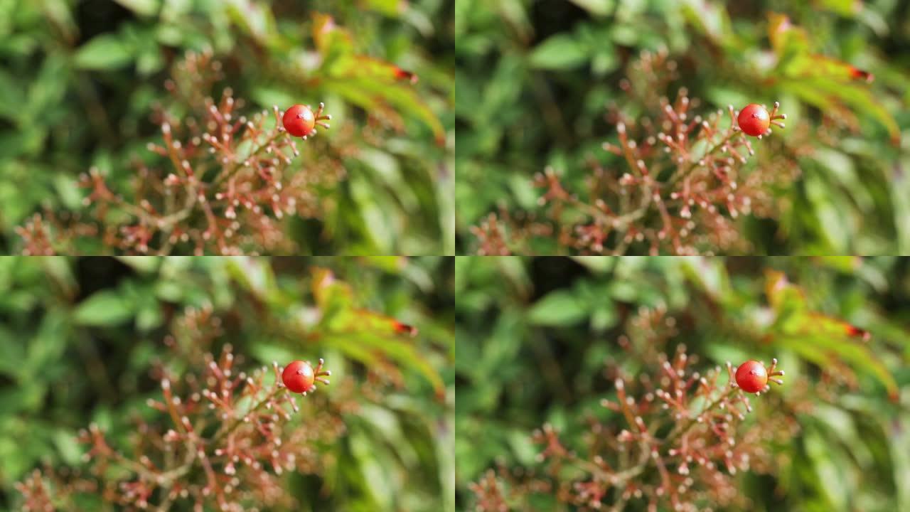 神圣竹子的红莓红花绿叶空镜头风景风光