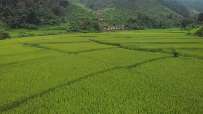 4k无人机拍摄，大绿稻格局农业田，草甸农村，Naan，泰国，景观空中日时间，季节变化，植物栽培，收获