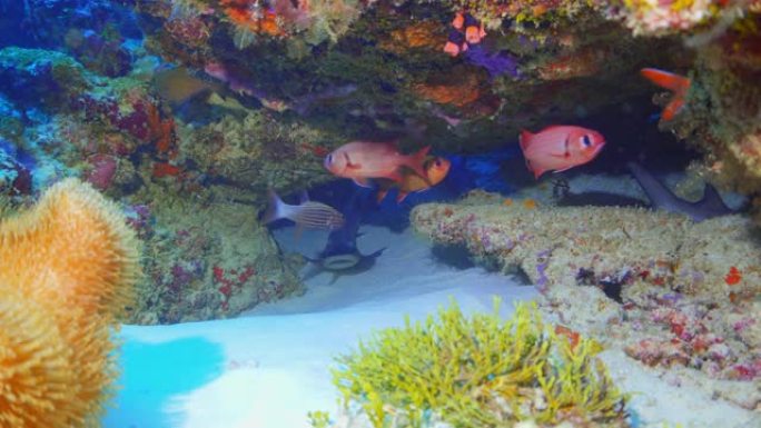 灰礁鲨在马尔代夫巡逻礁石