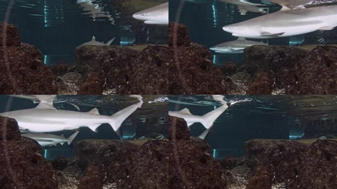 鲨鱼在海洋馆的水面附近游泳