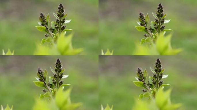 春天的丁香芽特写实拍