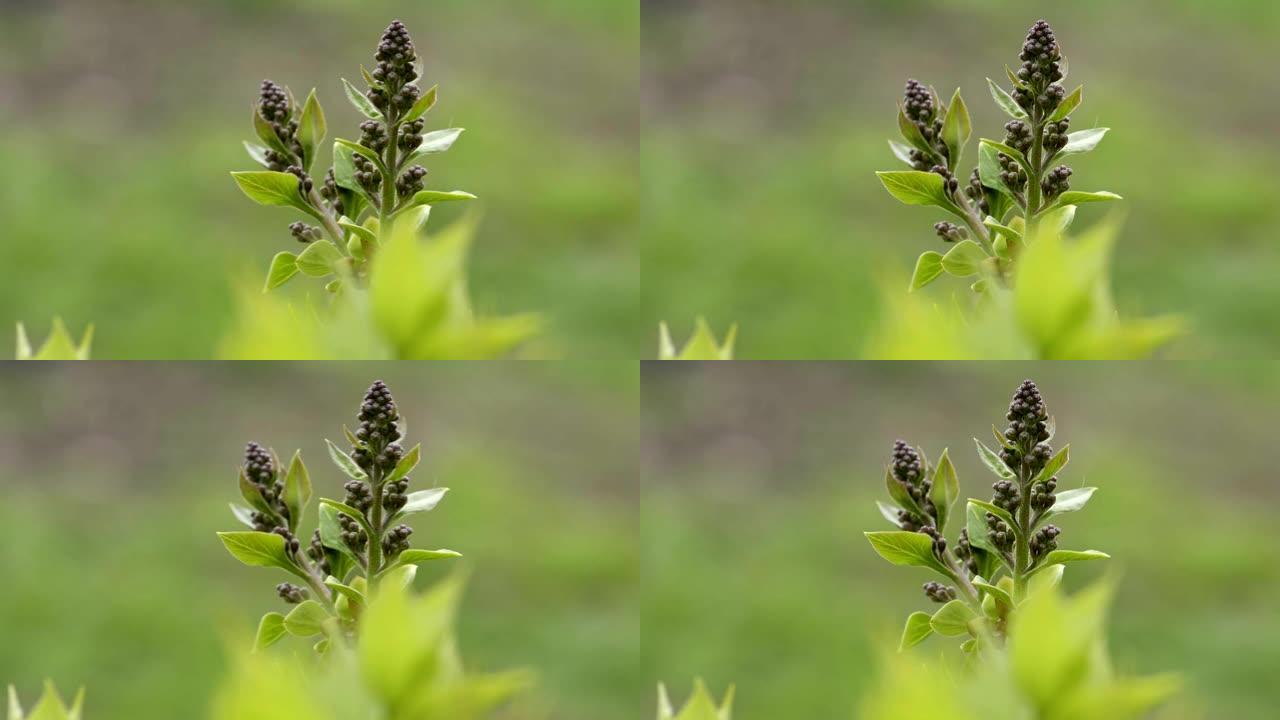 春天的丁香芽特写实拍