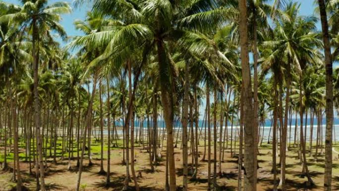 海边的椰子树。