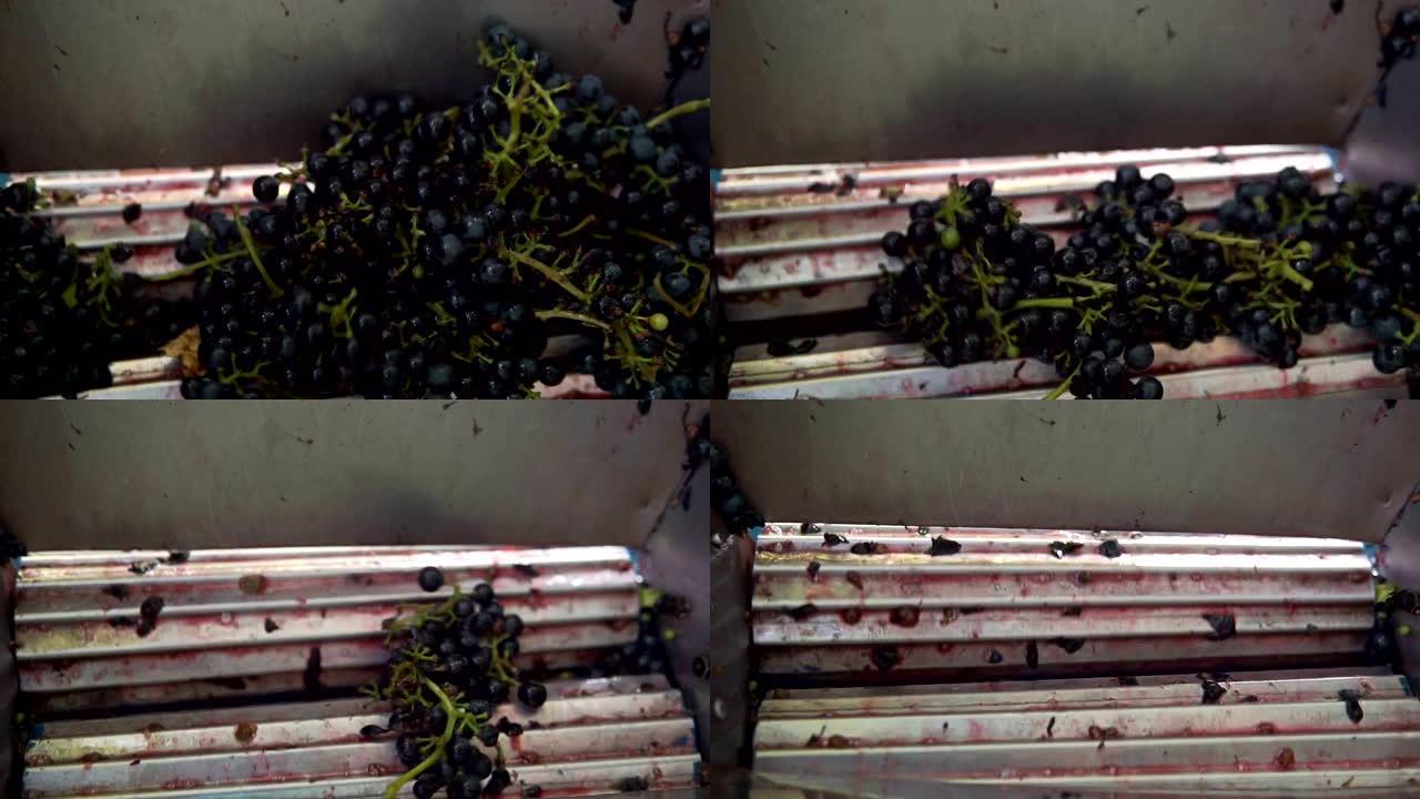 葡萄酒商在葡萄上使用手动老式破碎机