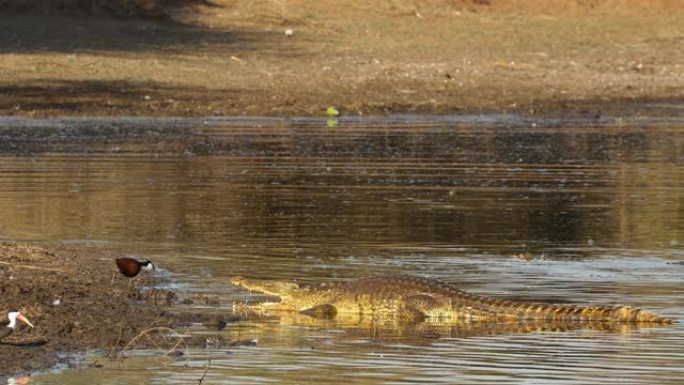 南非克鲁格国家公园，尼罗河鳄鱼与鸟类一起在浅水中晒太阳