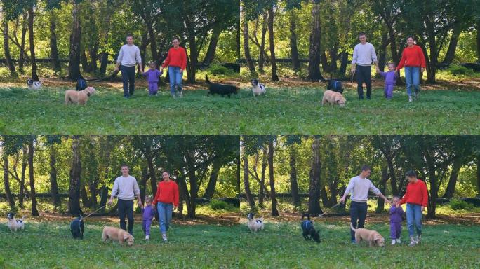 一家人带着五只狗在公园散步。