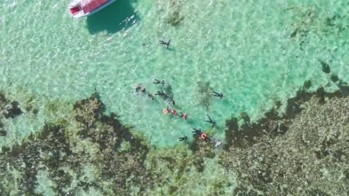 海豹在清澈的绿松石水中与浮潜游客玩耍。南澳大利亚旅游业。