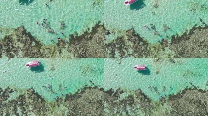 海豹在清澈的绿松石水中与浮潜游客玩耍。南澳大利亚旅游业。