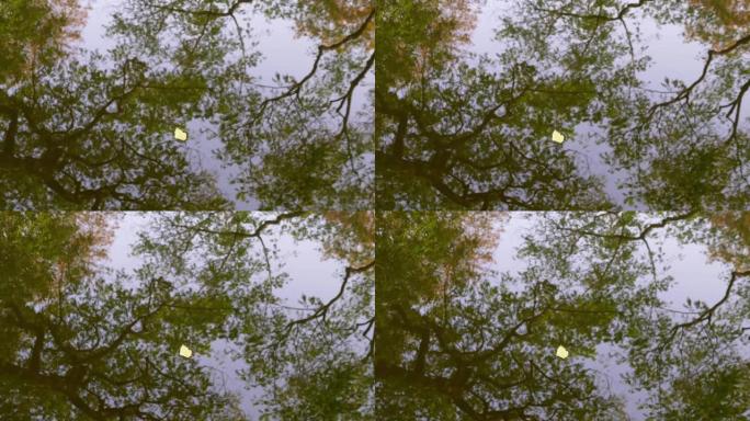 单黄叶漂浮在宁静的湖面上，水中有森林反射，4k镜头，秋季概念。