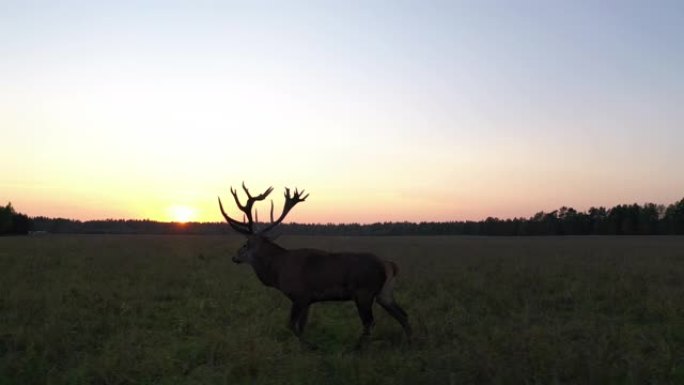 夕阳下的马鹿 (Cervus elaphus) 鸟瞰图