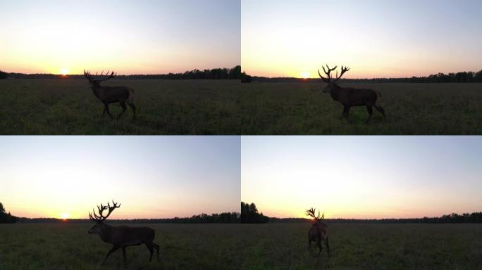 夕阳下的马鹿 (Cervus elaphus) 鸟瞰图