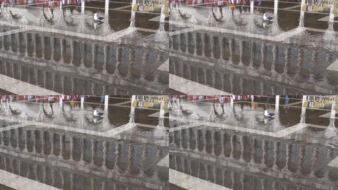 鸟坐在意大利威尼斯圣马克斯广场的水坑里慢动作