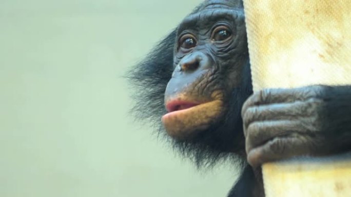 年轻倭黑猩猩的特写